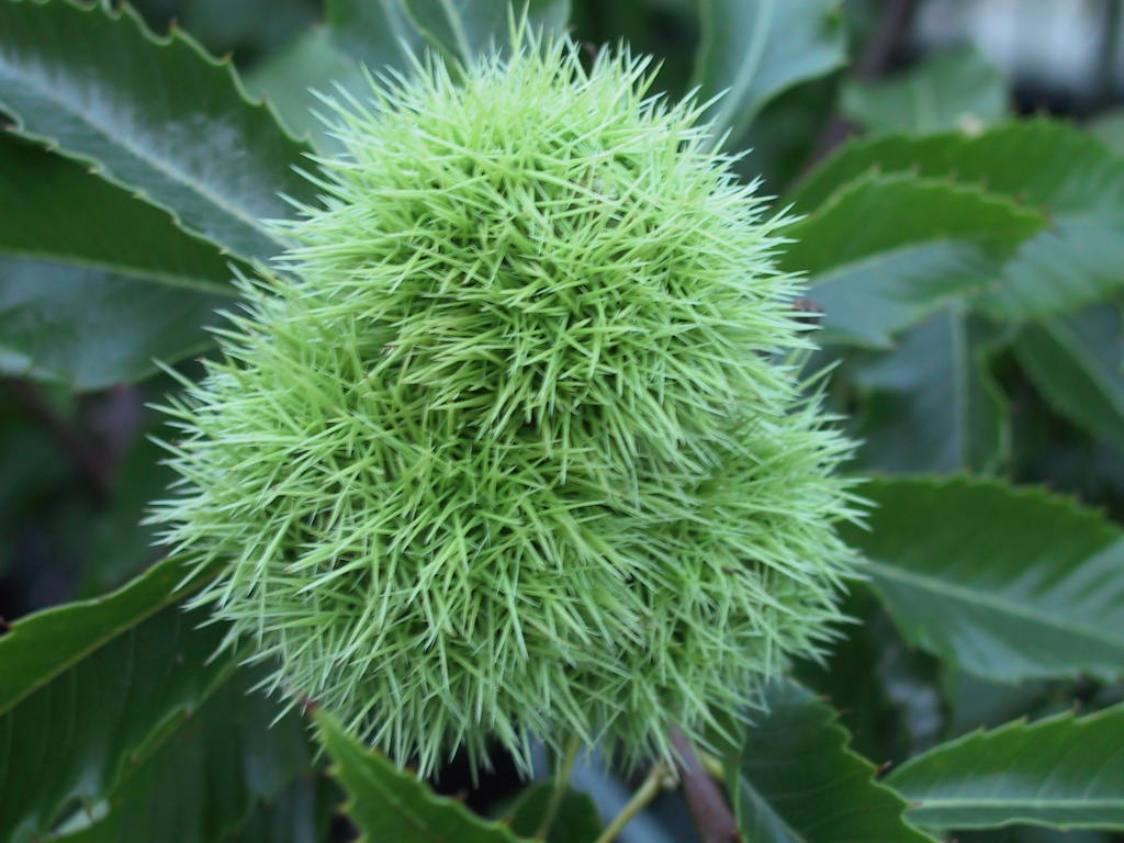 Castanea sativa - Frucht.jpg